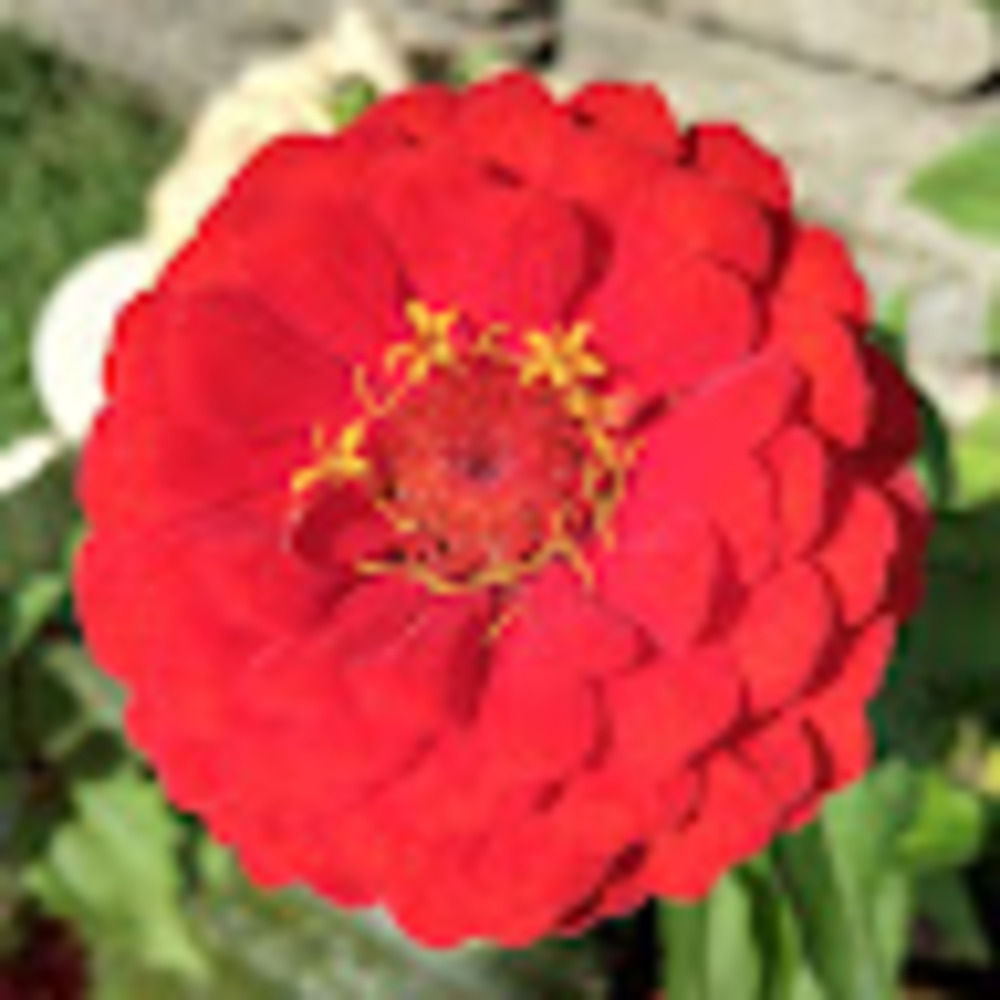 Meet your Posher, Carlee